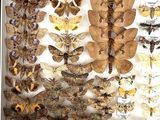 many different types of moths displayed in a white box