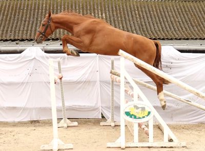 a horse that is jumping over an obstacle