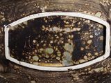 a close up of a brown and white bowl with dirt on it