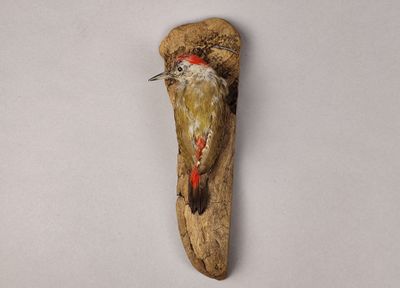 un oiseau perché sur un morceau de bois