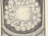 an image of a drawing of a circle of flowers