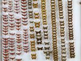 de nombreux types de papillons différents présentés dans une vitrine