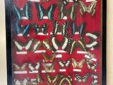 a picture of a picture of a display of butterflies