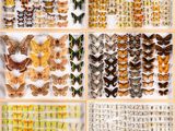 a collection of butterflies displayed in a display case