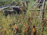 un train qui se trouve au milieu d'un champ