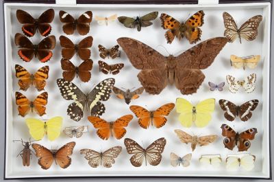 de nombreux types de papillons exposés dans une boîte blanche