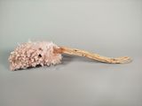 corail rose séché sur une branche, sur fond gris