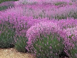 Destockage & Invendus