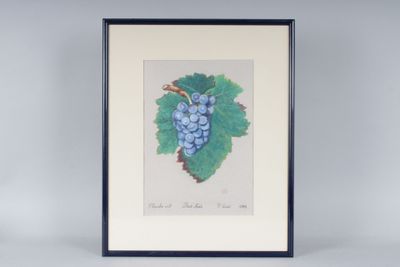 P. CASSI : pinot noir.