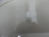 someone is taking a picture of a cat in a bowl of water