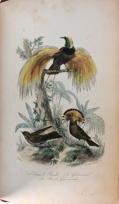 deux oiseaux assis sur une branche d'arbre