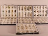 three cases of various insects are lined up on a white surface
