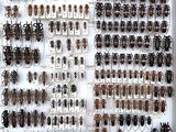 a lot of bugs that are on display in a white box