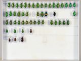 de nombreux insectes verts exposés dans un cadre blanc