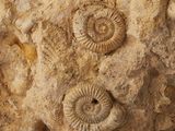 some kind of fossil embedded in a rock face