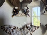 a lot of butterflies that are on display in a glass case