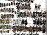 a lot of bugs that are hanging on the wall