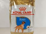 croquettes Royal Canin pour chiens adultes de race Boxer