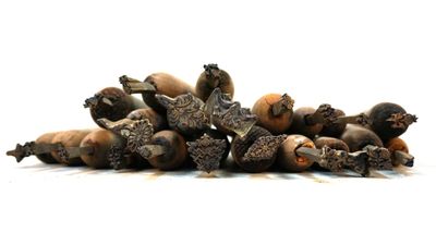 a pile of acorns on a white surface