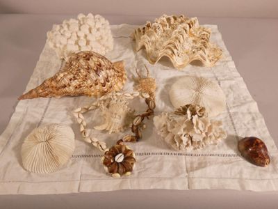 a table with a lot of shells and shells on it
