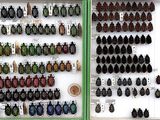 many different types of beetles on display in a display case