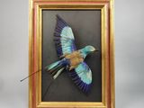 une image représentant un tableau encadré représentant un oiseau aux ailes bleues