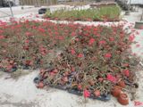 de nombreuses plantes en pot posées à même le sol