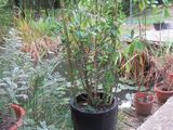 a potted plant that is sitting on a table