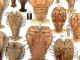 many different types of lobsters on display in a box