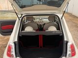 the back of a white car with its trunk open and a dog sitting in the trunk