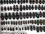 a lot of bugs that are hanging on the wall