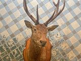 an overhead view of a deer head on a tiled floor