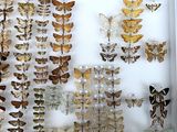 many different kinds of moths displayed in a white box