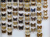 de nombreux types de papillons différents présentés dans une vitrine