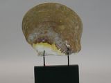 a piece of rock on a black stand on a white background
