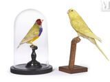 deux oiseaux placés sous une cloche en verre posée sur un socle