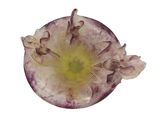 a close up of a purple flower on a white background