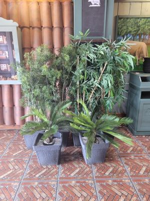 Plusieurs plantes en pot sont posées sur un sol en briques devant un immeuble
