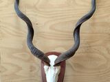 une photo représentant une grande tête d'antilope empaillée, fixée sur un mur en bois