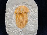 an image of a triloptus fossil on a rock on a black background
