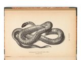 un vieux livre dont la couverture est ornée d'un dessin représentant un serpent