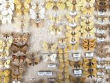 many different types of butterflies on display in a display case