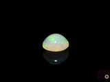 an oplite in the dark with its reflection on the surface