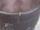 a close up of a flower pot with a bug on it