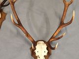 two deer heads with antlers mounted on a gray surface