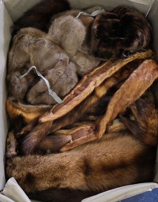 a dog that is laying down in a bag of fur