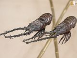 deux insectes perchés sur une branche