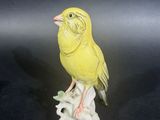 a small yellow bird sitting on top of a shoe
