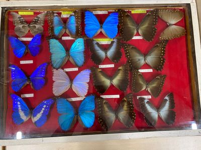 a display of butterflies in a glass case on a table