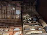 many different types of shells in this box